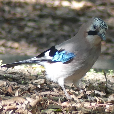 カケス