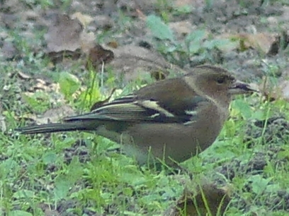 Common Chaffinch