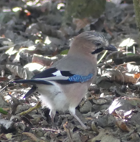 Eurasian Jay