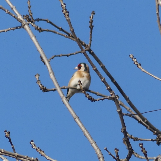 Chardonneret élégant