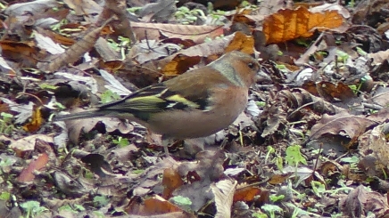 Common Chaffinch