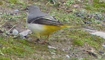 Gray Wagtail