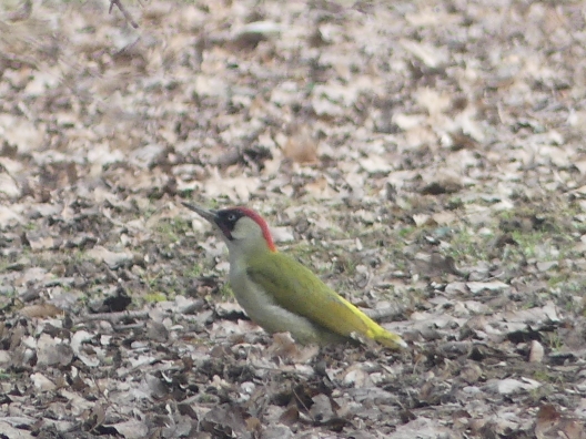 Green Woodpecker