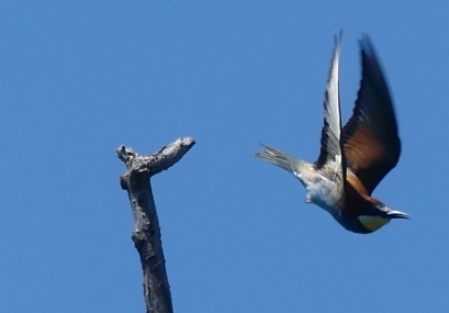 Abejaruco europeo