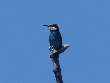 European Bee-eater