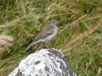 Water Pipit