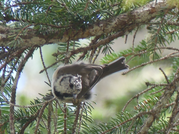 Crested Tit