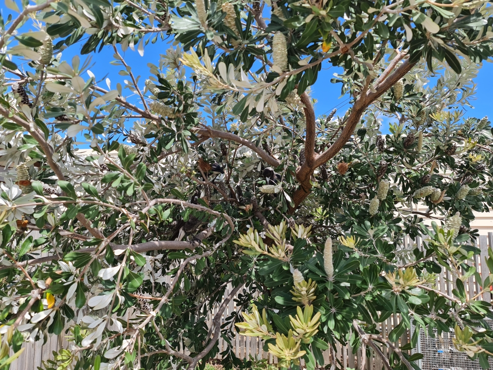 Australasian Magpie