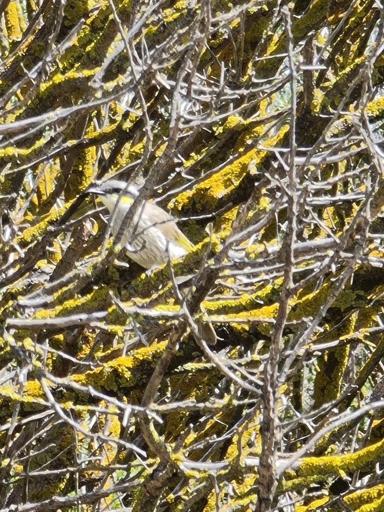 White-plumed Honeyeater