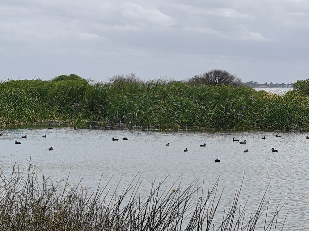 Eurasian Coot