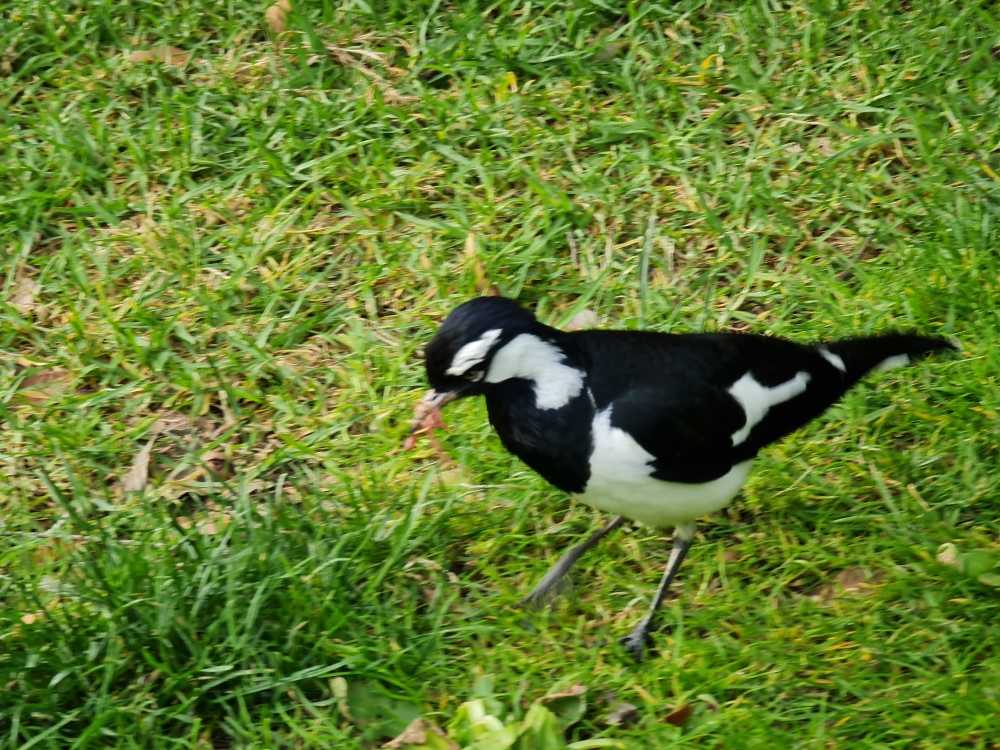 Magpie-lark