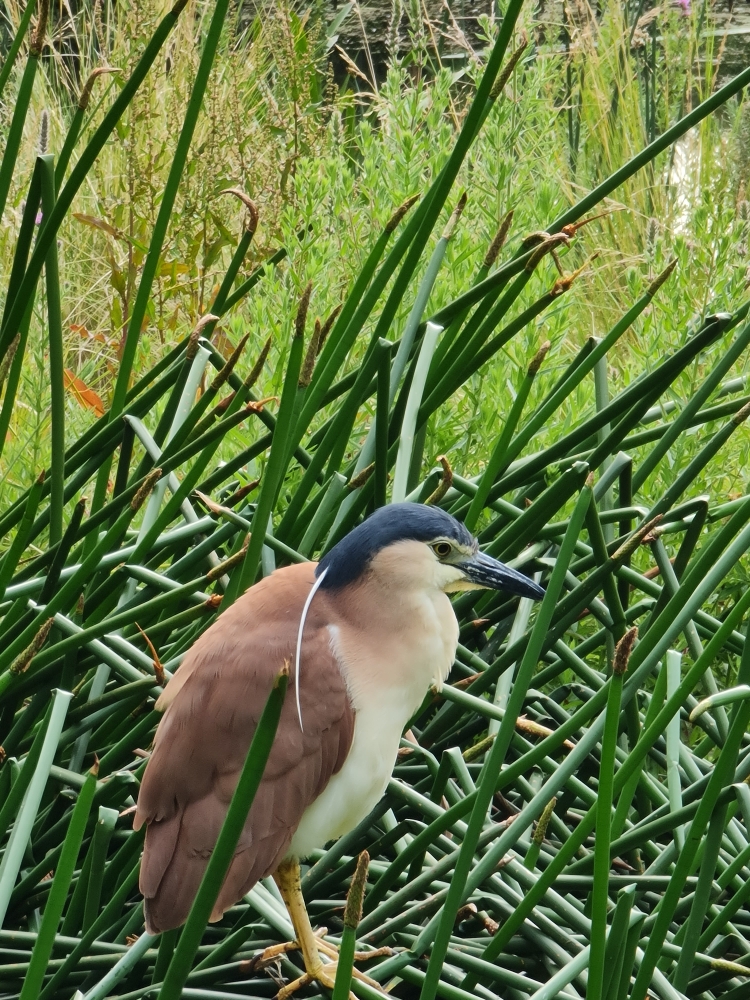 Rufous Night-Heron