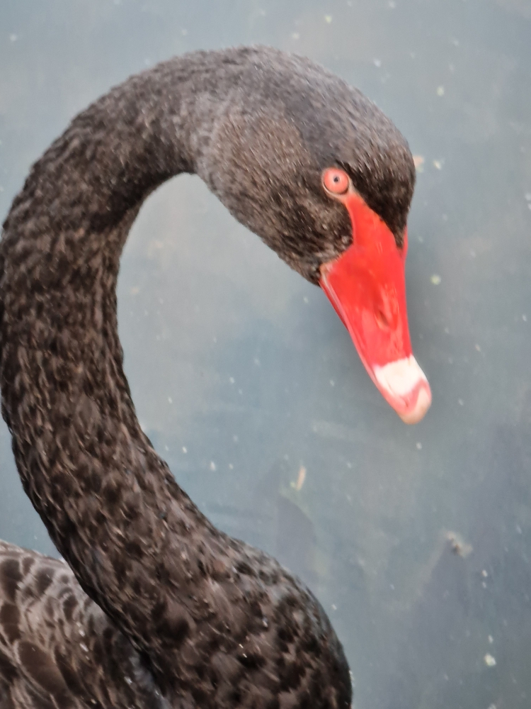 Black Swan