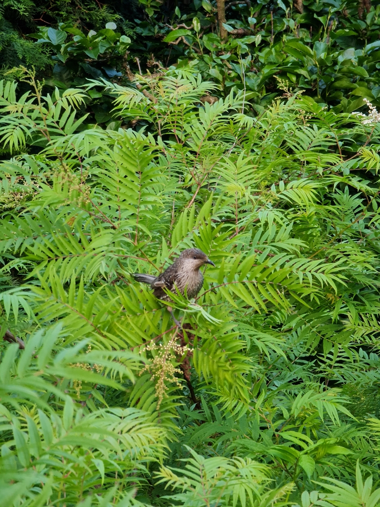 Little Wattlebird