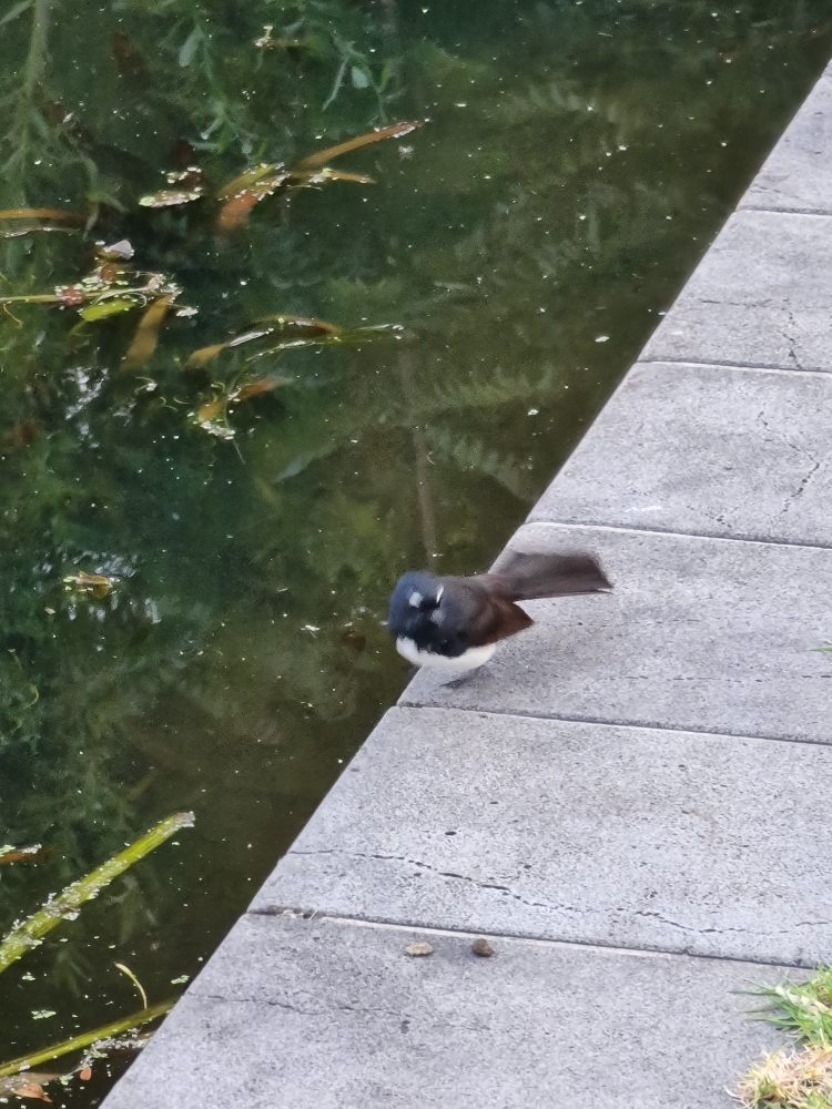 Willie-wagtail