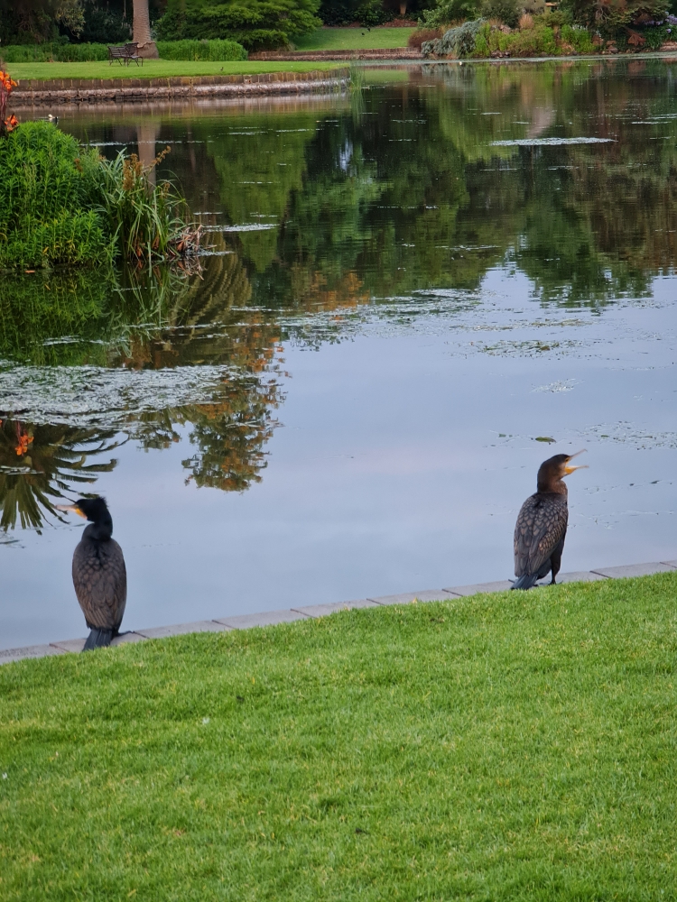 Great Cormorant