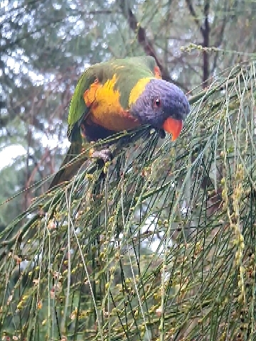 Rainbow Lorikeet