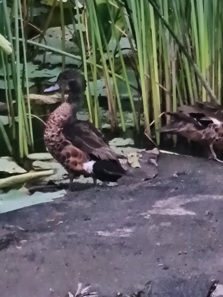 Chestnut Teal