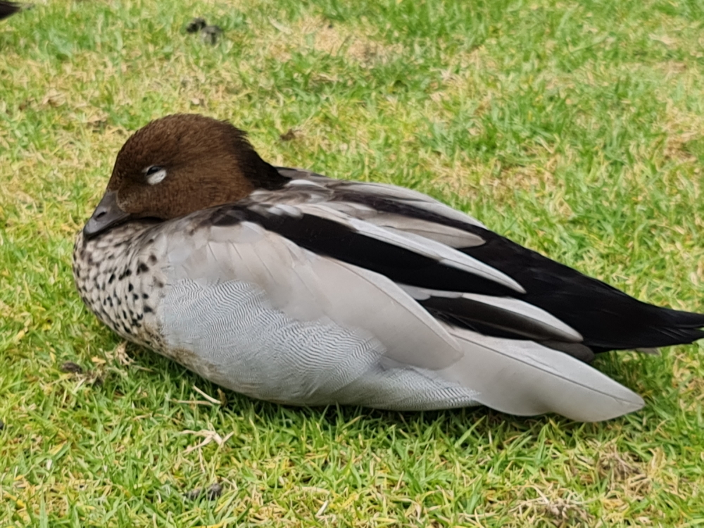 Canard à crinière