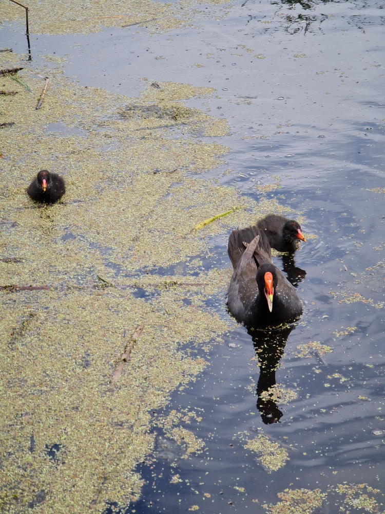 Gallinule sombre