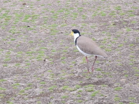 Masked Lapwing