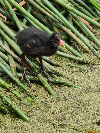 Gallineta enlutada