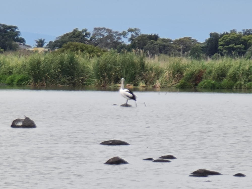 Australian Pelican