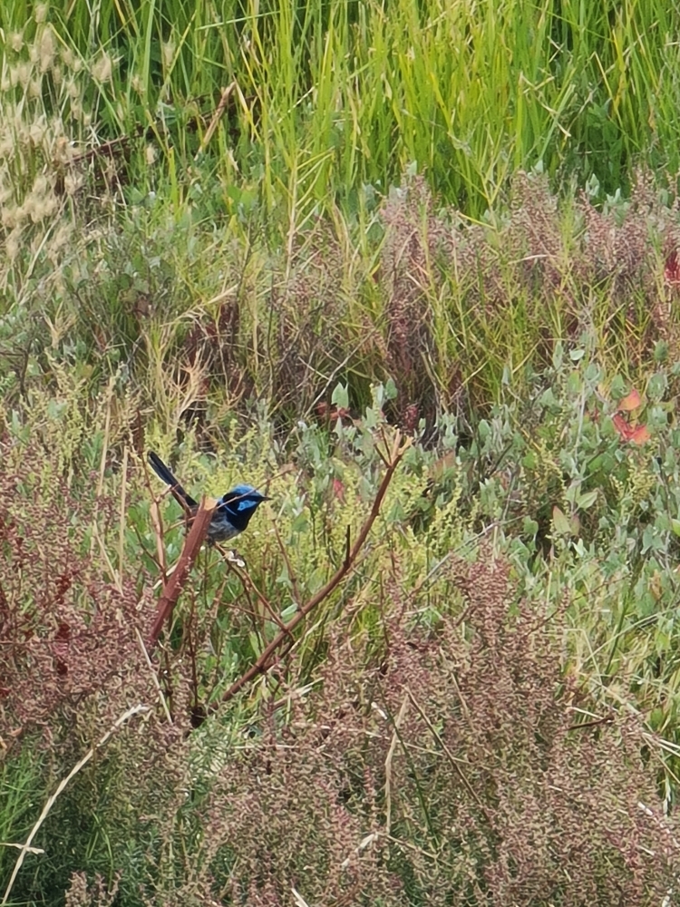 Superb Fairywren