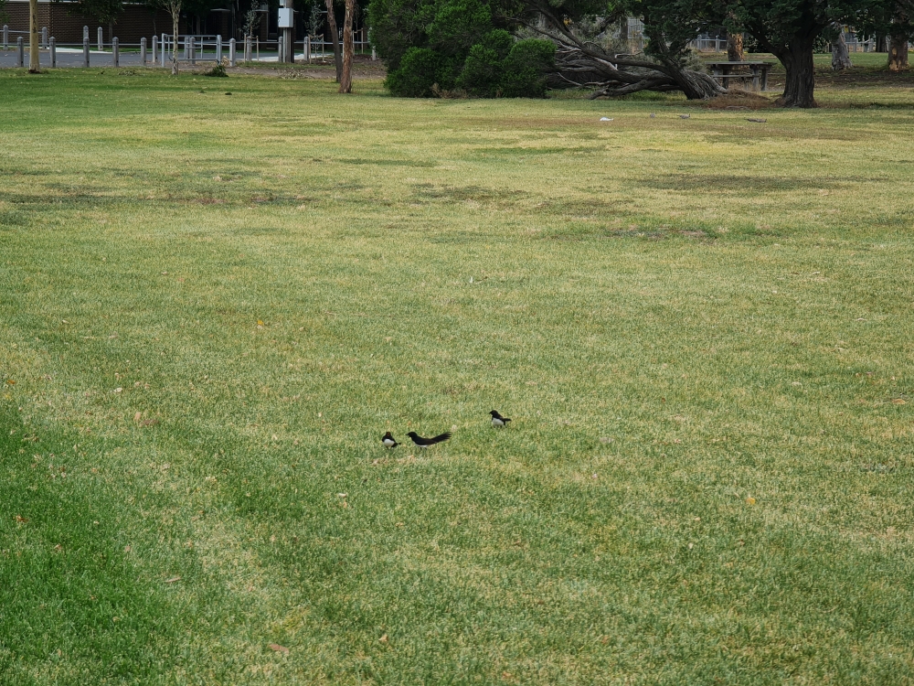 Willie-wagtail