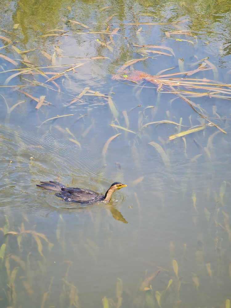 Little Pied Cormorant