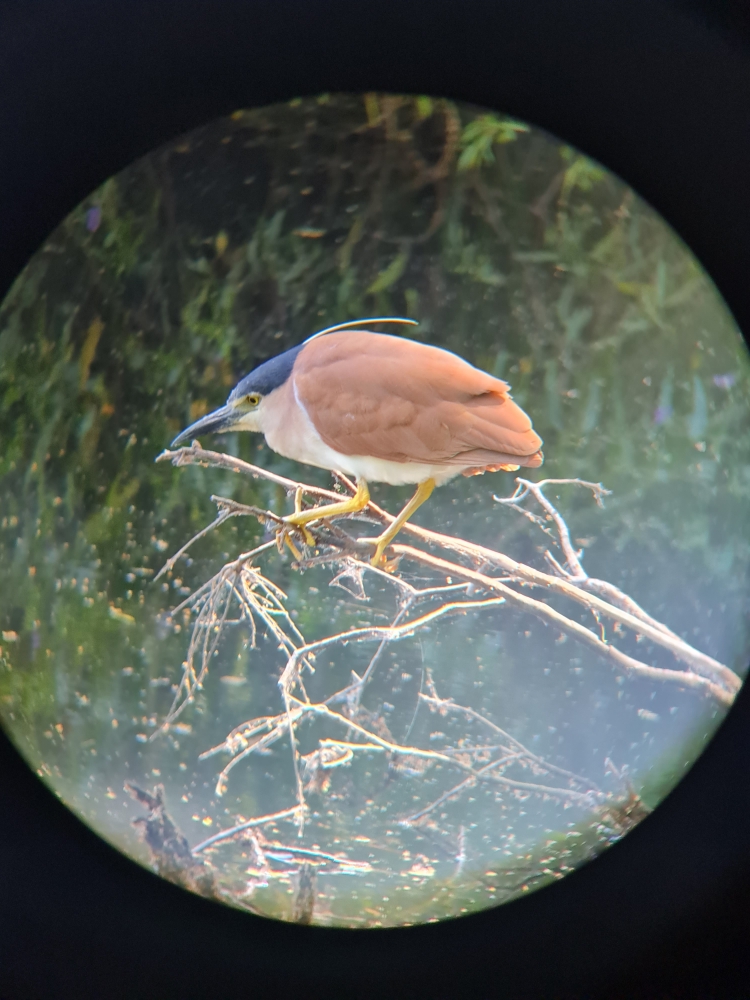 Rufous Night-Heron