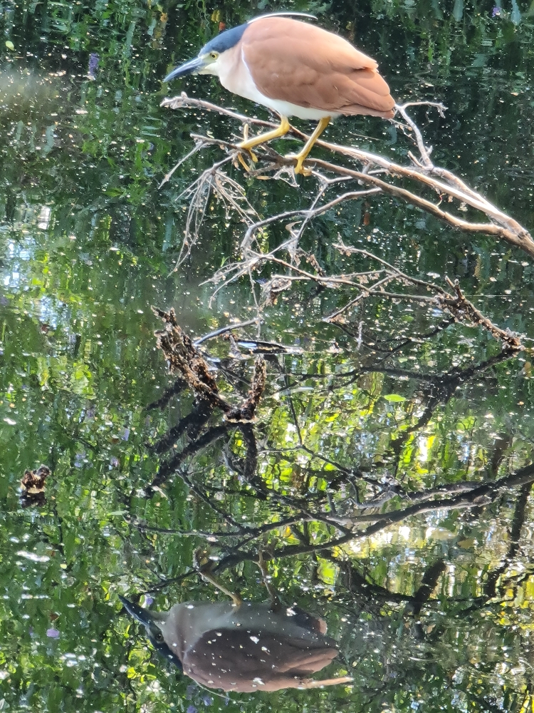 Rufous Night-Heron