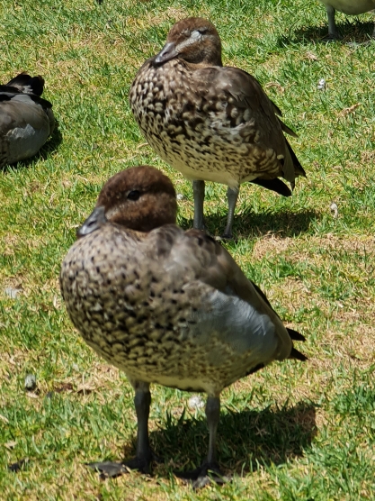 Pato de crin