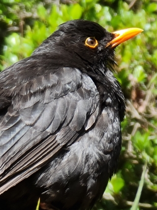 Eurasian Blackbird