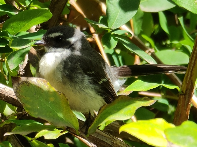 Gray Fantail