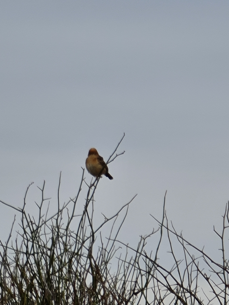 Golden-headed Cisticola