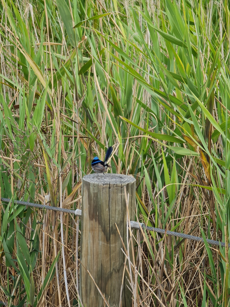 Superb Fairywren