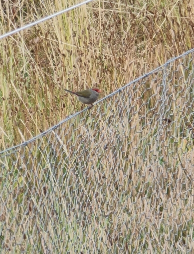 Red-browed Firetail