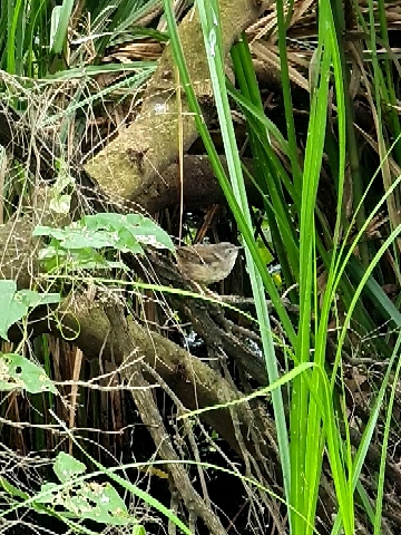 Brown Thornbill