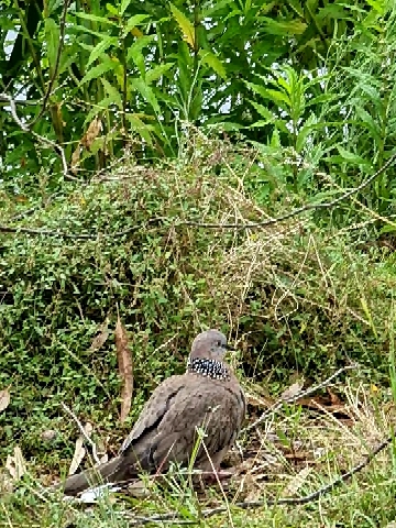 Tortora macchiata