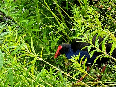 Purple Swamphen