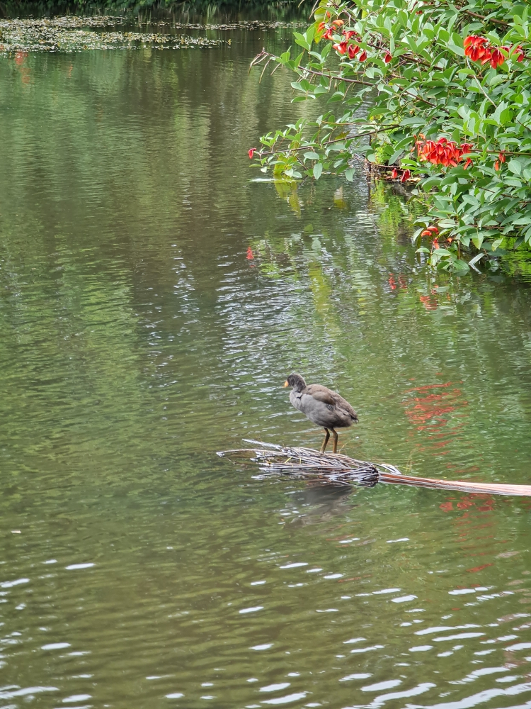 Dusky Moorhen