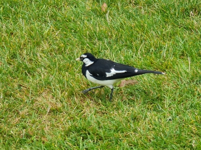 Magpie-lark