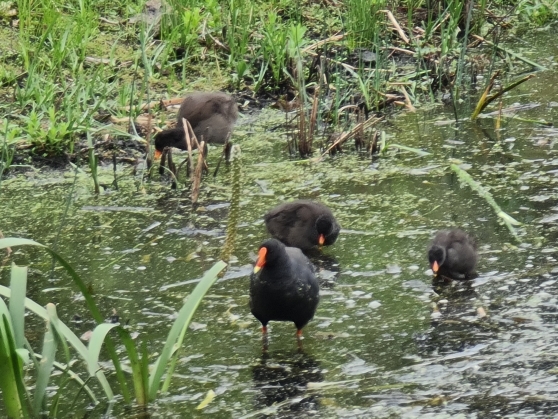 Dusky Moorhen