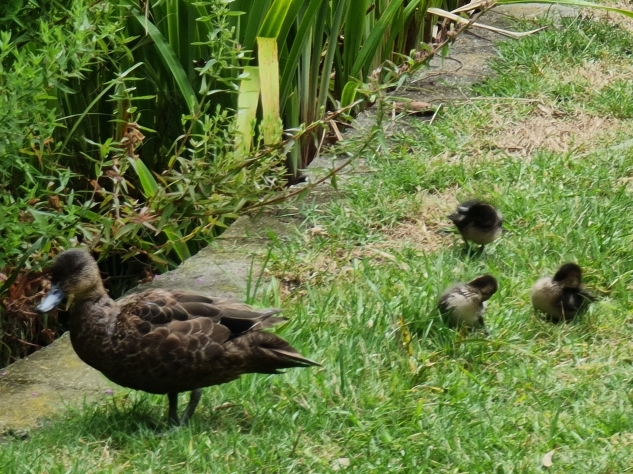 Chestnut Teal