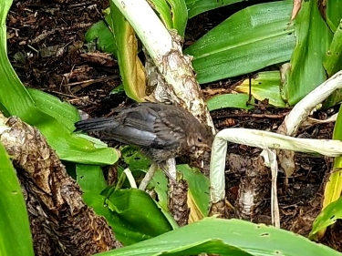 Eurasian Blackbird