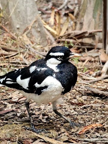 Magpie-lark