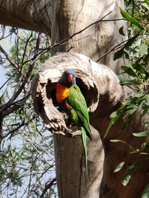 Rainbow Lorikeet