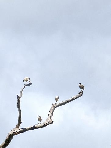 Australian Ibis