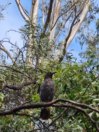 Gray Currawong